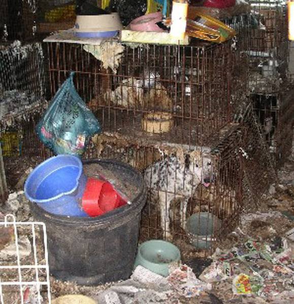 El “Hoarding” o Síndrome de Diógenes