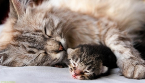 ¡Qué lindo! ¡Mi perro/gato va a ser papá/mamá otra vez!
