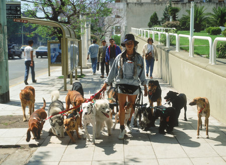 Cómo ser un paseador de perros profesional