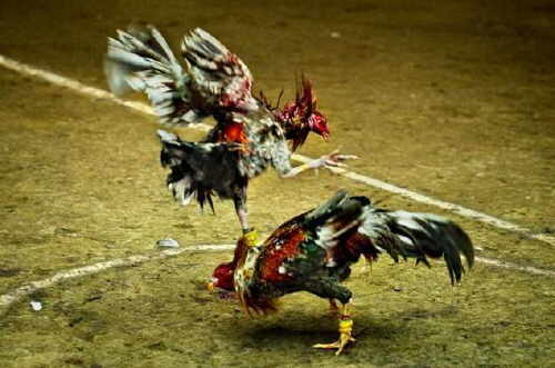 Las peleas de gallos