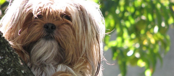 10 Razones Principales para Esterilizar o Castrar a tu Mascota