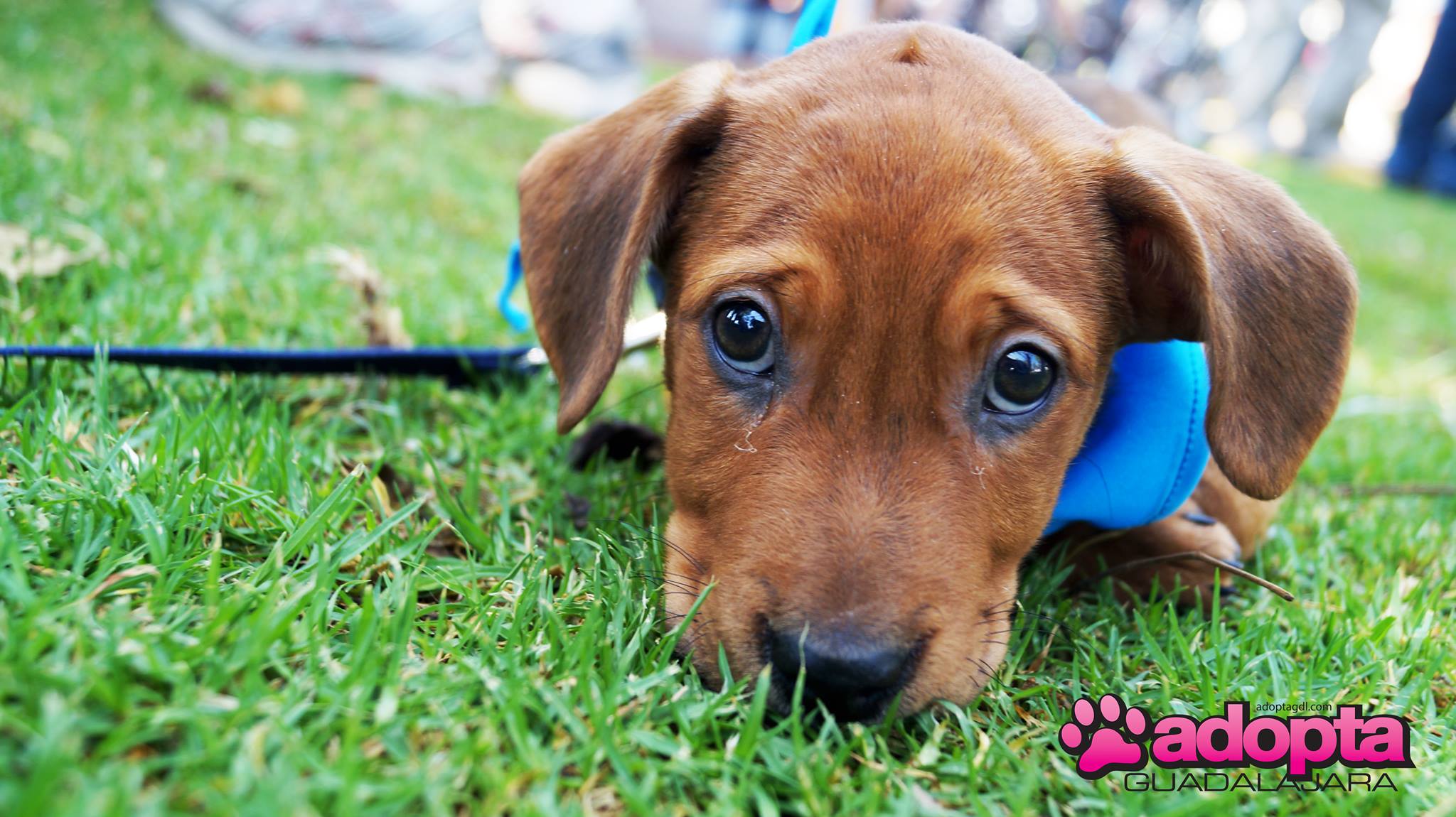 La diferencia entre regalar y dar en adopción un animal