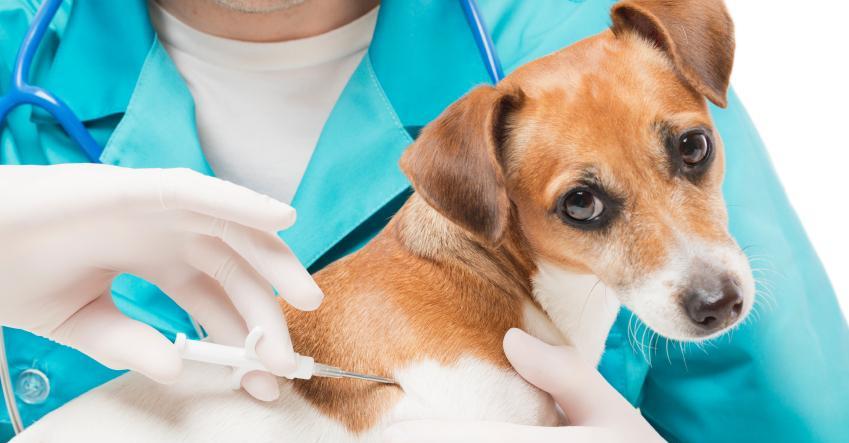 El uso del microchip en perros y gatos