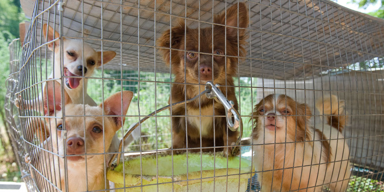 Nueve buenas razones para no comprar animales