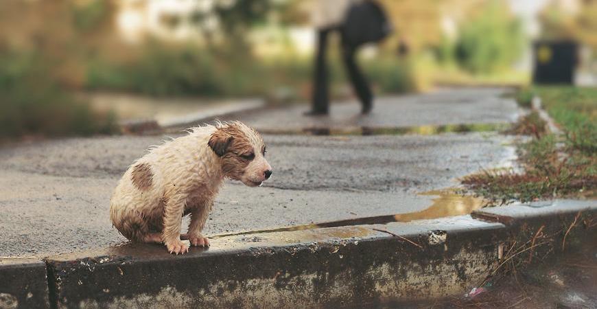 Maltrato físico y maltrato emocional a animales de compañia