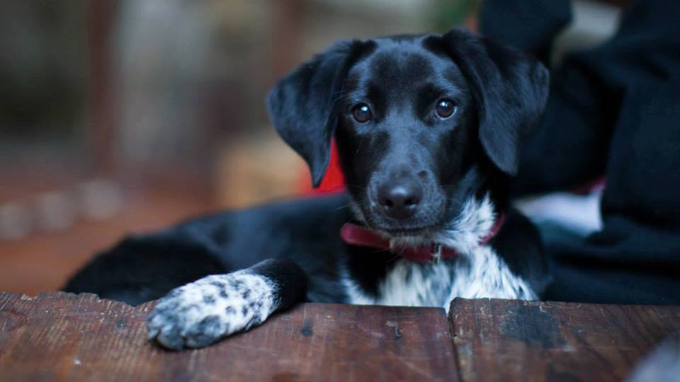 Ventajas de la esterilización / ASPCA