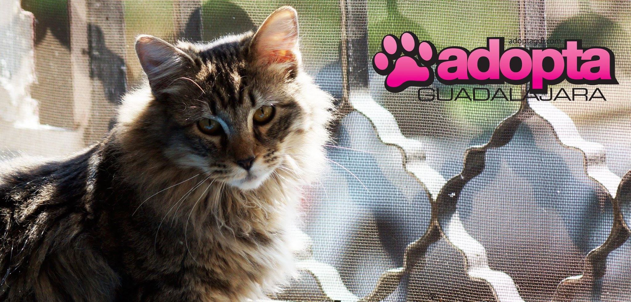 ¿Ya vacunaste a tu gato contra la leucemia?