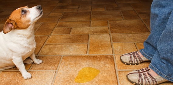 3 cosas que un perro intenta decirnos cuando se orina dentro de casa
