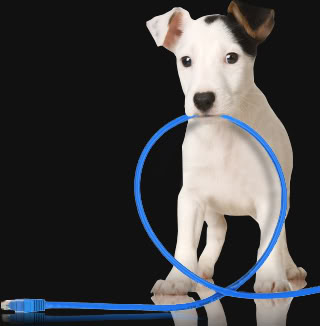 Consejos iniciales al adoptar a mi nuevo perrito