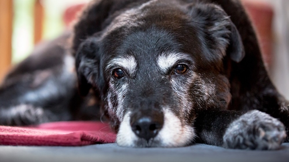 Envejecimiento cerebral de los perros o Alzheimer canino
