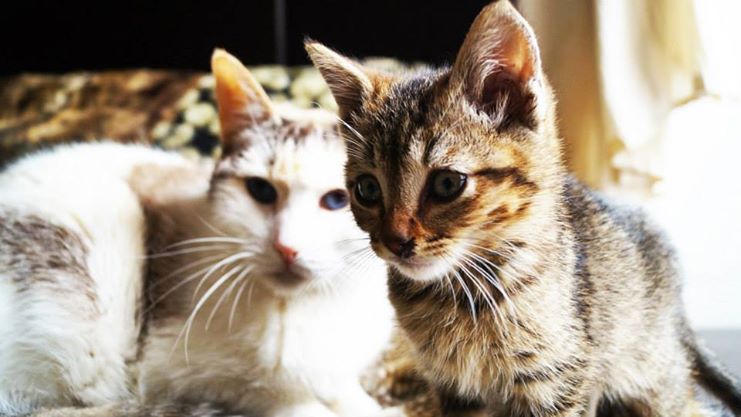 Algunas respuestas respecto a esterilizar gatos