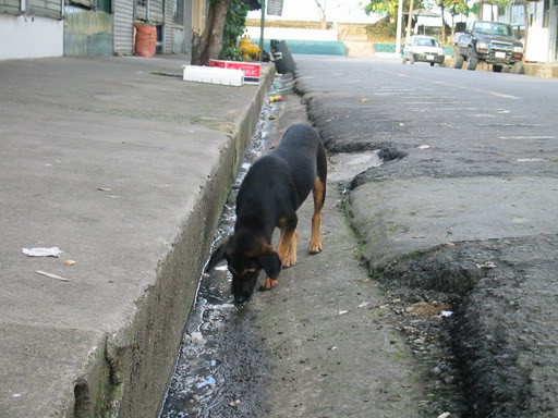 Perros callejeros