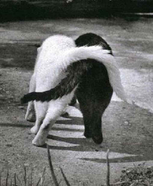 Hogares con más de un gato