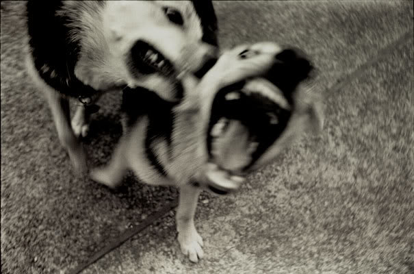 Peleas de perros frente al derecho y la ética