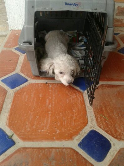 Cuidados post operatorios cuando esterilizas a tu gato o perro