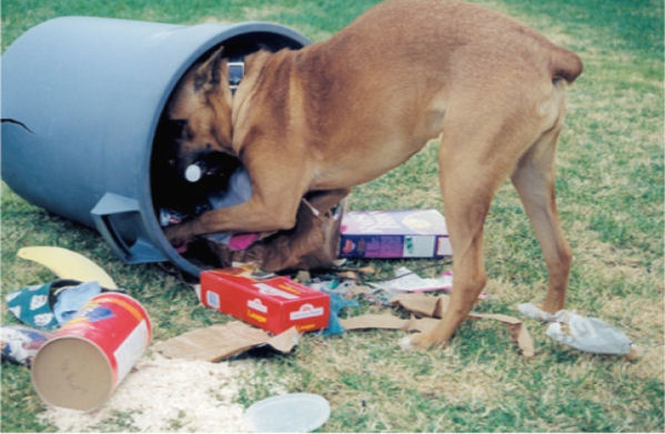 Tu perro come cosas del suelo o de la basura. Problemas de comportamiento comunes
