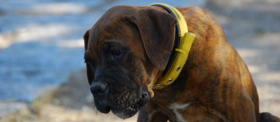 ¿Cuándo se debe llamar al Veterinario? – PERROS