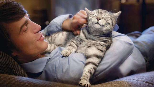 Gatoterapia: Relájate con tu felino con conciencia