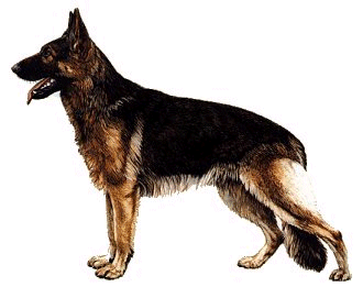 Las consecuencias negativas de la cría endogámica de perro