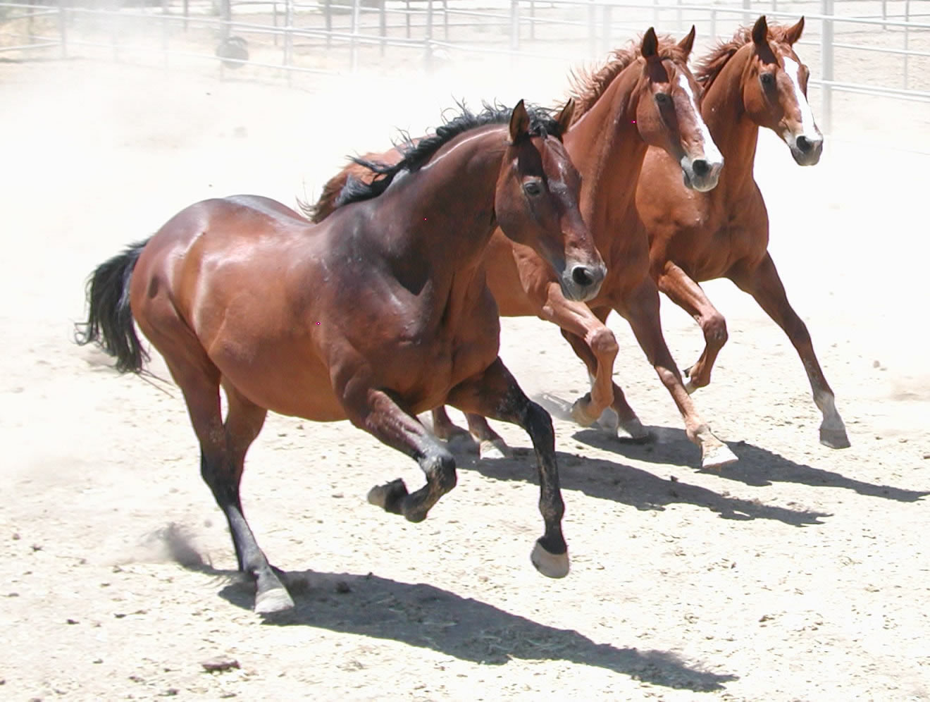 El lenguaje de los caballos