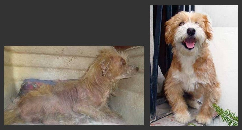Sarna canina