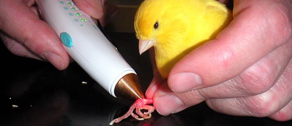Acupuntura en animales