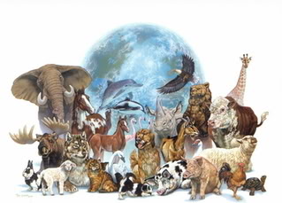 Cómo formar una Organización Protectora de Animales
