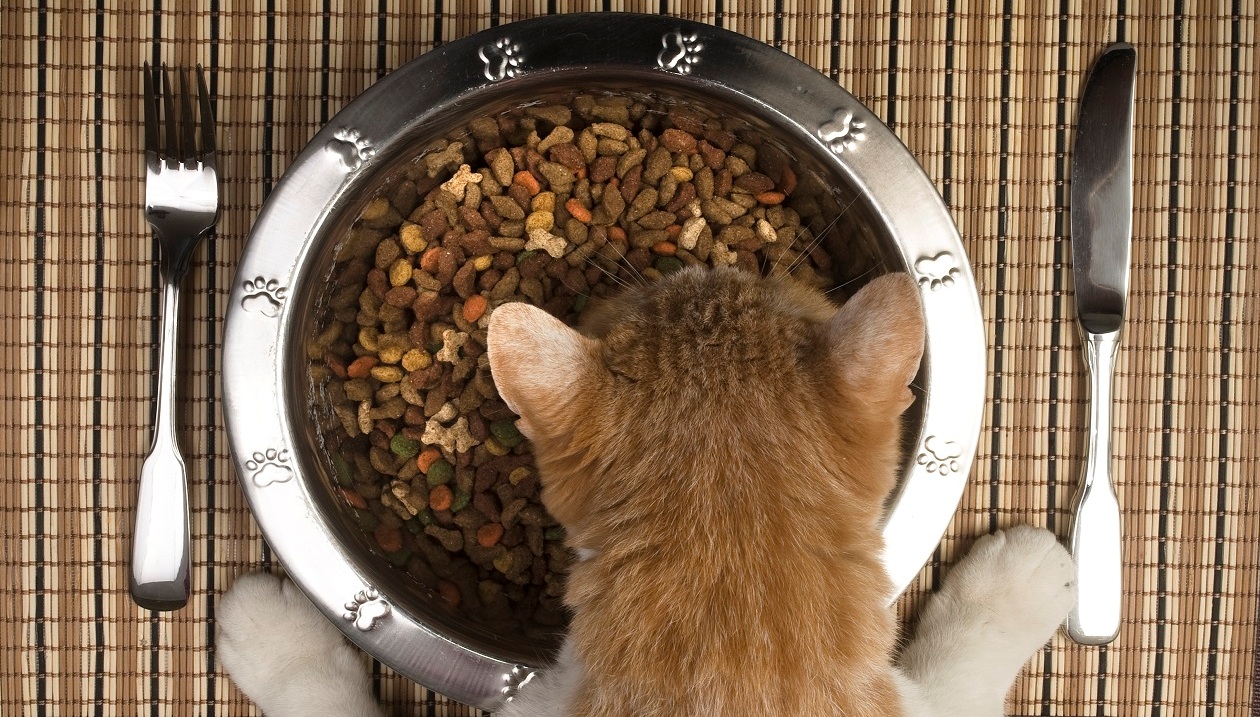 Alimentos premium para gatos