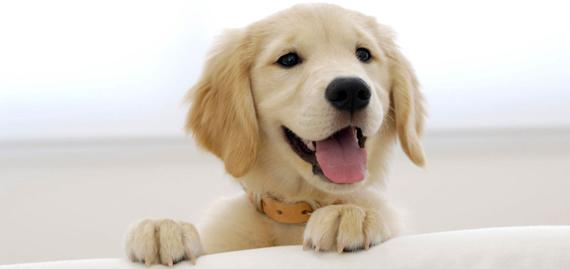 ¿Por qué no debemos comprar animales?