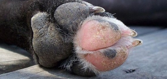 ¿Qué es el moquillo o distemper canino?