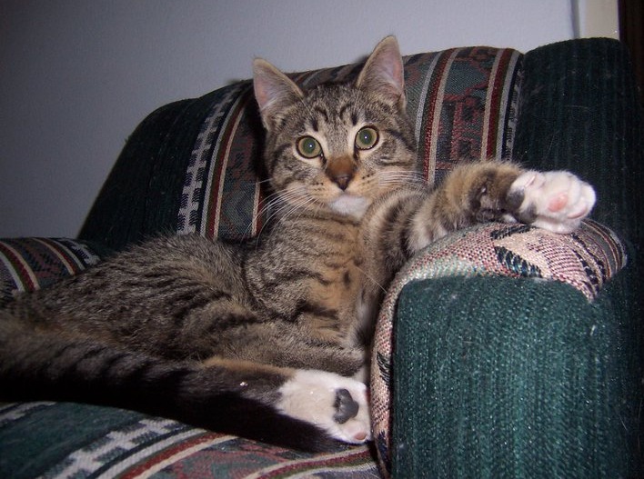 Si estás considerando desunglar a tu gato…