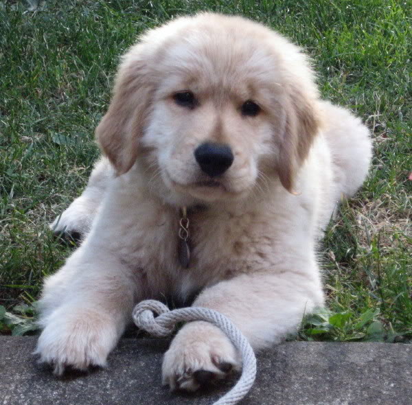 Cachorros: hay que educarlos desde el primer dia