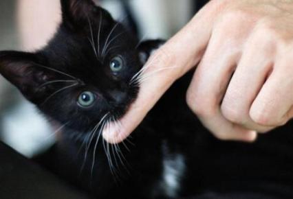 Cómo enseñar a un gato que no debe morder a las personas