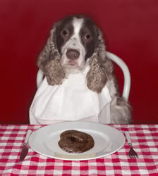 Coprofagia canina: una molesta costumbre