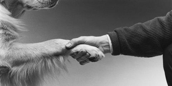 ¿Cómo me entregan mi perro o gato en una adopción responsable?