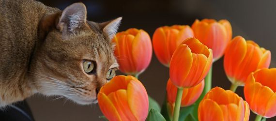 17 Plantas comunes que son venenosas para los animales