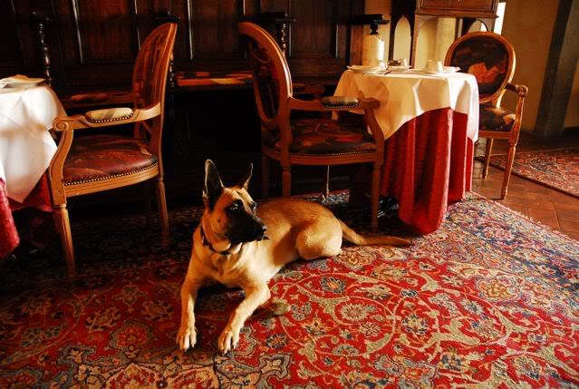 Hoteles Pet Friendly en Jalisco