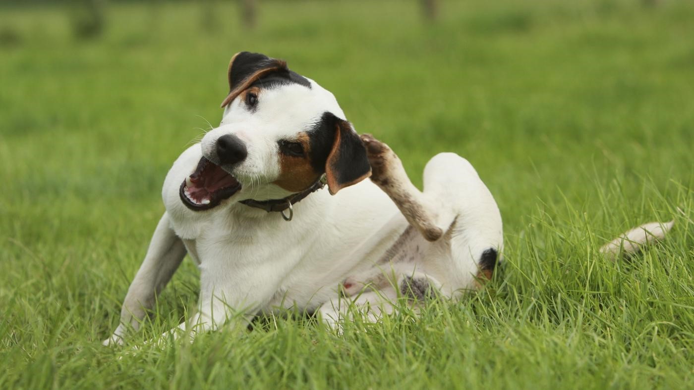 Pulgas en perros, cómo evitarlas