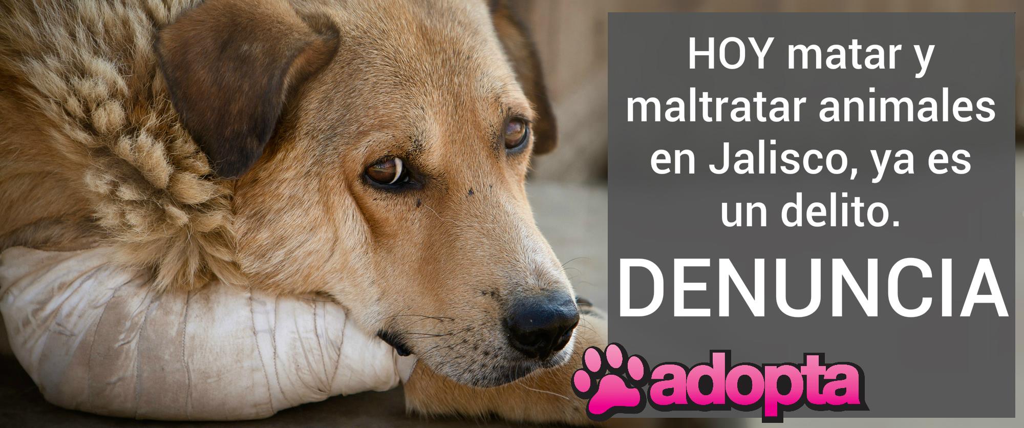 Acerca de cómo y dónde denunciar casos sobre animales en Jalisco