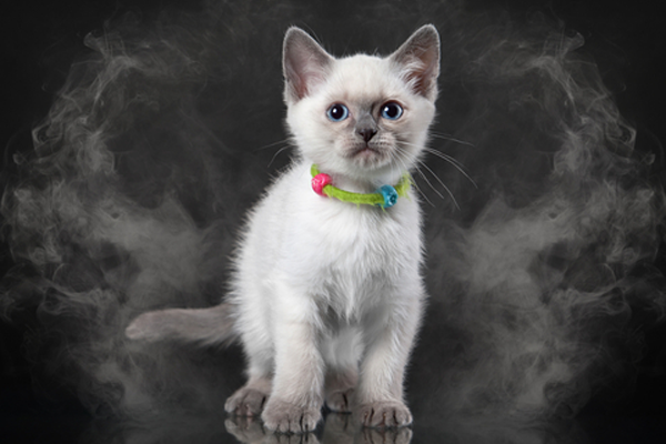 Perros, gatos, los cigarros y el humo