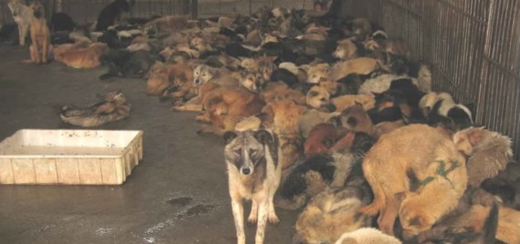 Acumulación de animales