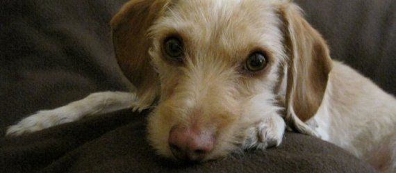Adaptación de un perro ( rescatado o adoptado) a tu hogar