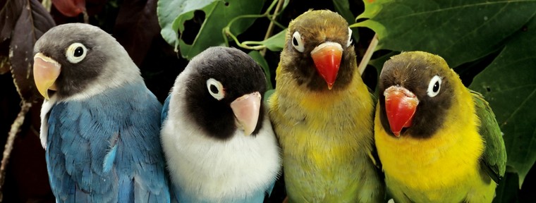 Regreso de mascotas exóticas a la naturaleza