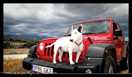 Consejos para que tu mascota viaje en el auto evitando pasar un mal rato.