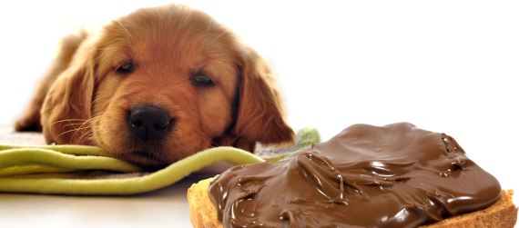 10 cosas comunes que pueden matar a tu perro