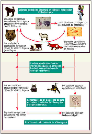 Toxoplasmosis