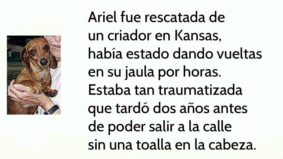 La miseria en las fábricas de cachorros