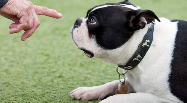 Cómo educar a un perro sordo