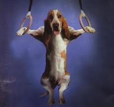 La importancia del ejercicio físico en el perro