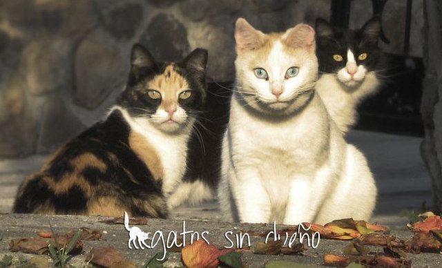 Preparándonos para el TNR (Atrapar – Esterilizar – Regresar)